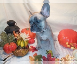 French Bulldog Puppy for sale in PAWTUCKET, RI, USA