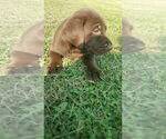 Small #7 Labrador Retriever