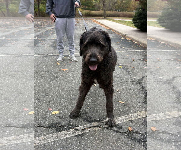 Medium Photo #4 Labradoodle Puppy For Sale in Westwood, NJ, USA