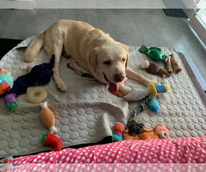 Franklin - Male Labrador Retriever Dog for Adoption - Photo #6