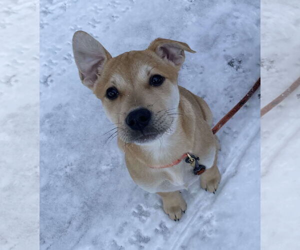 Medium Photo #1 English Mastweiler Puppy For Sale in Oro Medonte, Ontario, Canada