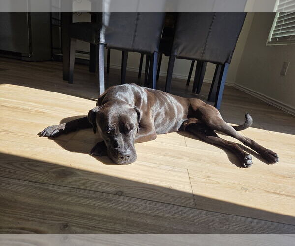 Medium Photo #2 American Staffordshire Terrier-Unknown Mix Puppy For Sale in Dallas, TX, USA