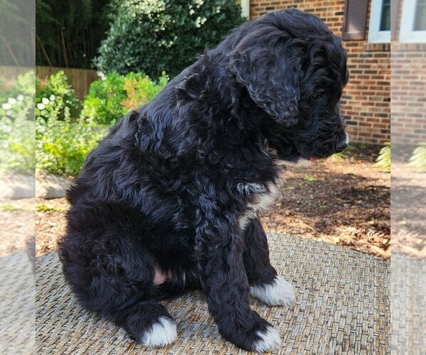 Medium Photo #9 F2 Aussiedoodle Puppy For Sale in COLUMBIA, TN, USA