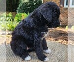 Small #8 F2 Aussiedoodle