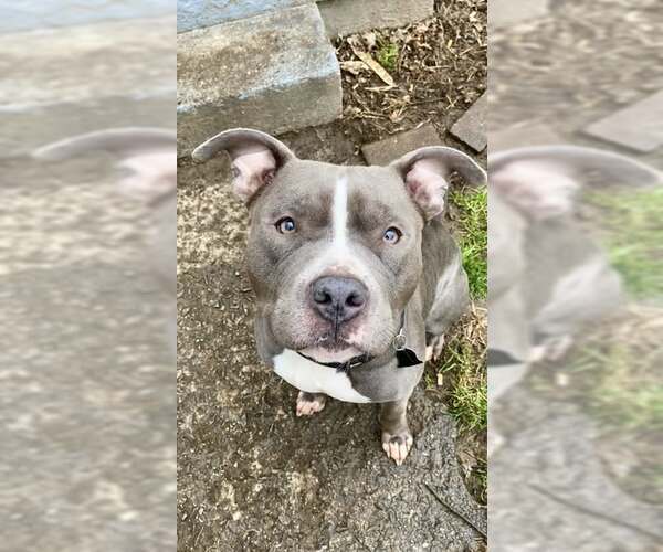 Medium Photo #4 Staffordshire Bull Terrier-Unknown Mix Puppy For Sale in Louisville, KY, USA