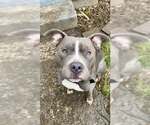 Small #3 Staffordshire Bull Terrier Mix