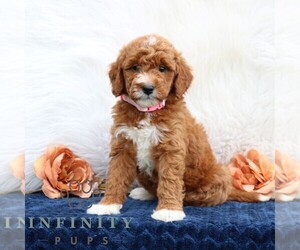 Goldendoodle (Miniature) Puppy for sale in LEOLA, PA, USA