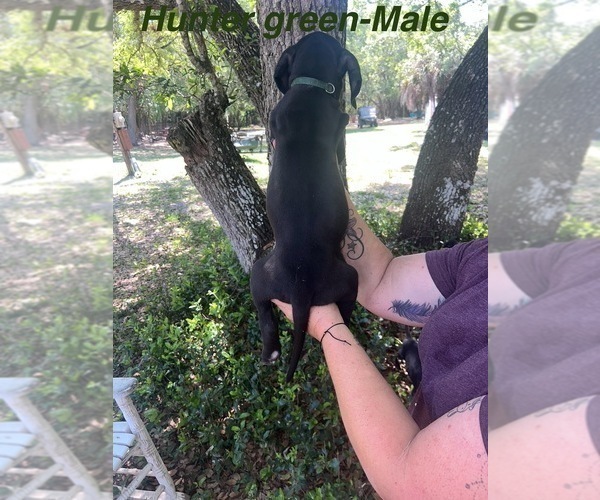 Medium Photo #18 Great Dane Puppy For Sale in FORT DENAUD, FL, USA