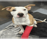 Small #1 American Pit Bull Terrier