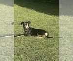 Small #4 American Staffordshire Terrier-German Shepherd Dog Mix