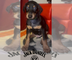 Small #7 Doberman Pinscher