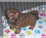 Small Photo #8 Shorkie Tzu Puppy For Sale in ORO VALLEY, AZ, USA