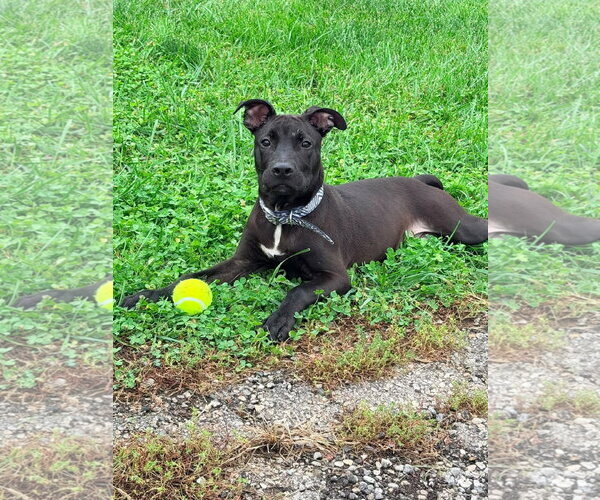 Medium Photo #7 American Pit Bull Terrier-Unknown Mix Puppy For Sale in Germantown, OH, USA