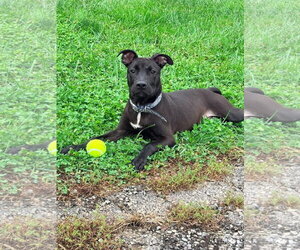 Baron Von Bark - Male American Pit Bull Terrier-Unknown Mix Dog for Adoption - Photo #7