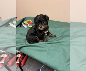 Cavalier King Charles Spaniel Puppy for sale in WHITE OAK, GA, USA