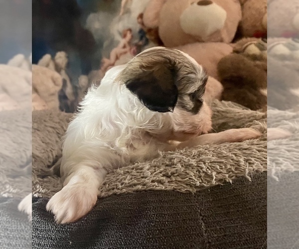 Medium Photo #6 Zuchon Puppy For Sale in RENO, NV, USA