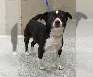 Chihuahua Dogs for adoption in Conroe, TX, USA