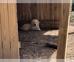 Small Photo #8 Great Pyrenees Puppy For Sale in CLEBURNE, TX, USA