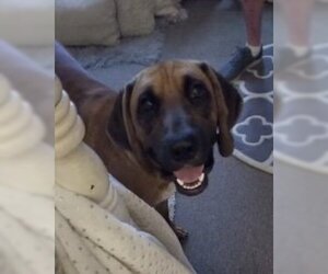 Bloodhound-Unknown Mix Dogs for adoption in Slidell, LA, USA