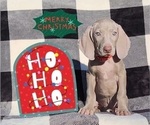 Small Photo #20 Weimaraner Puppy For Sale in NEWCASTLE, OK, USA