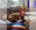 Small #3 Staffordshire Bull Terrier