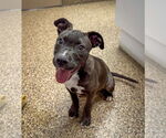 Small American Pit Bull Terrier-Labrador Retriever Mix