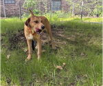Small #7 Mutt