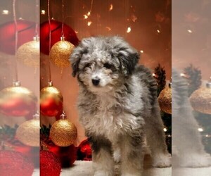 Bernedoodle (Miniature) Puppy for sale in NILES, MI, USA