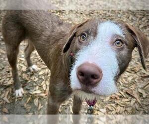 American Staffordshire Terrier-Poodle (Standard) Mix Dogs for adoption in Tallahassee, FL, USA