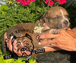 Puppy Hot Pink Collar American Bully