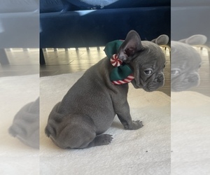 French Bulldog Puppy for sale in ATLANTA, GA, USA