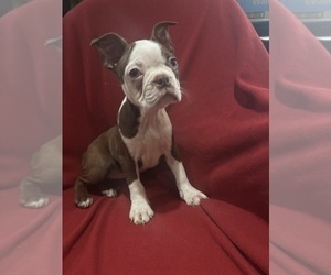 Boston Terrier Puppy for sale in ADRIAN, MI, USA