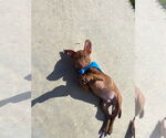 Small #23 American Pit Bull Terrier-Staffordshire Bull Terrier Mix
