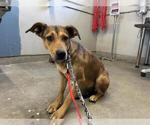 German Shepherd Dog-Unknown Mix Dogs for adoption in Camarillo, CA, USA