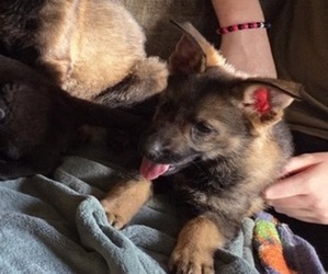 Medium Australian Shepherd-German Shepherd Dog Mix
