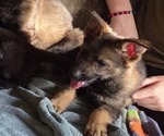 Puppy 8 Australian Shepherd-German Shepherd Dog Mix