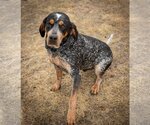 Small Photo #11 Coonhound-Unknown Mix Puppy For Sale in Princeton, MN, USA