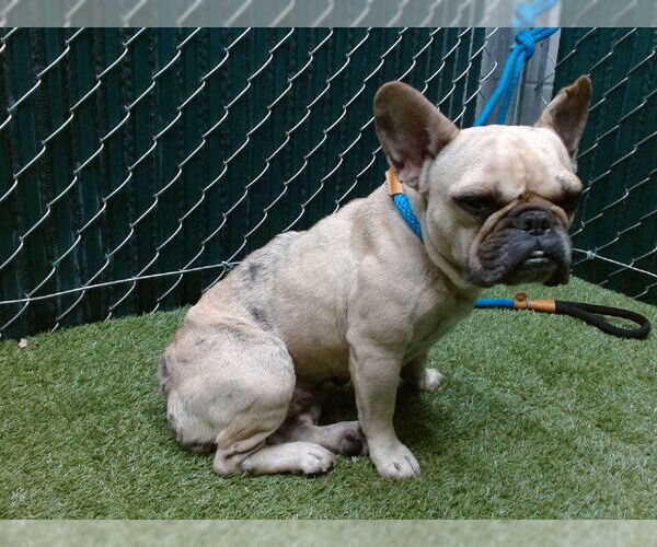 Medium Photo #1 French Bulldog Puppy For Sale in Downey, CA, USA