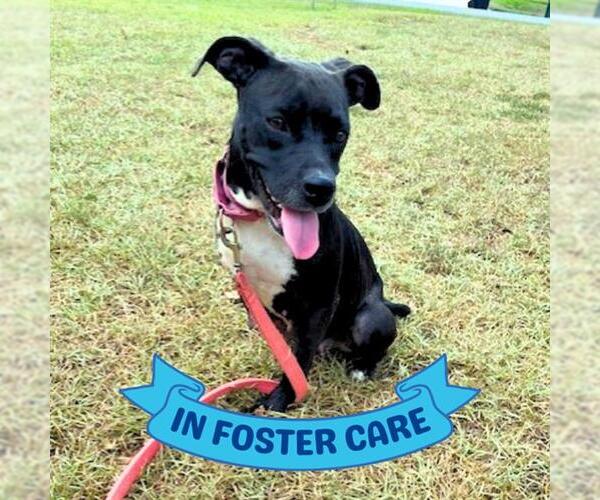 Medium Photo #1 American Staffordshire Terrier Puppy For Sale in Tallahassee, FL, USA