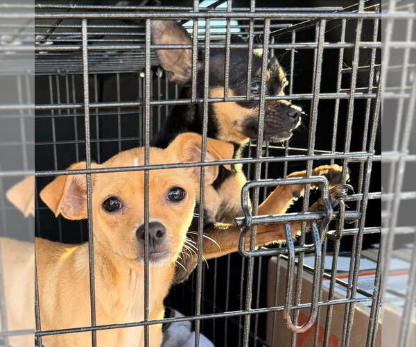 Medium Photo #3 Chipin Puppy For Sale in Newport Beach, CA, USA