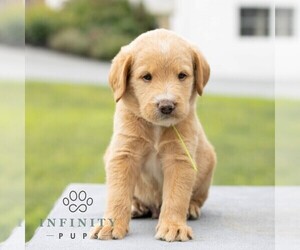 Labradoodle Puppy for sale in GAP, PA, USA
