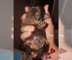 Chiweenie Puppy for sale in PENSACOLA, FL, USA
