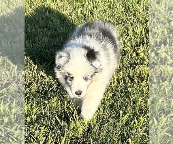 Medium Photo #15 Shetland Sheepdog Puppy For Sale in FORT MORGAN, CO, USA
