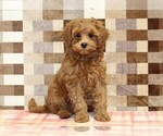 Small #2 Cavapoo