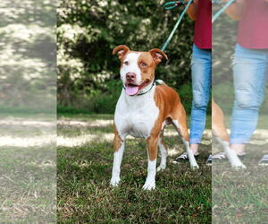 American Pit Bull Terrier-Unknown Mix Dogs for adoption in Sparta, TN, USA