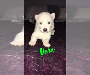 Siberian Husky Puppy for sale in CHARLESTON, IL, USA