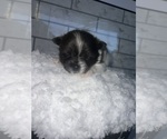 Puppy Belle Pomeranian