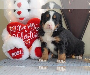 Bernese Mountain Dog Puppy for sale in FREDERICKSBG, OH, USA