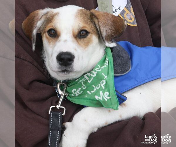 Medium Photo #6 Mutt Puppy For Sale in Washington, DC, USA