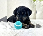 Small #4 Golden Shepherd